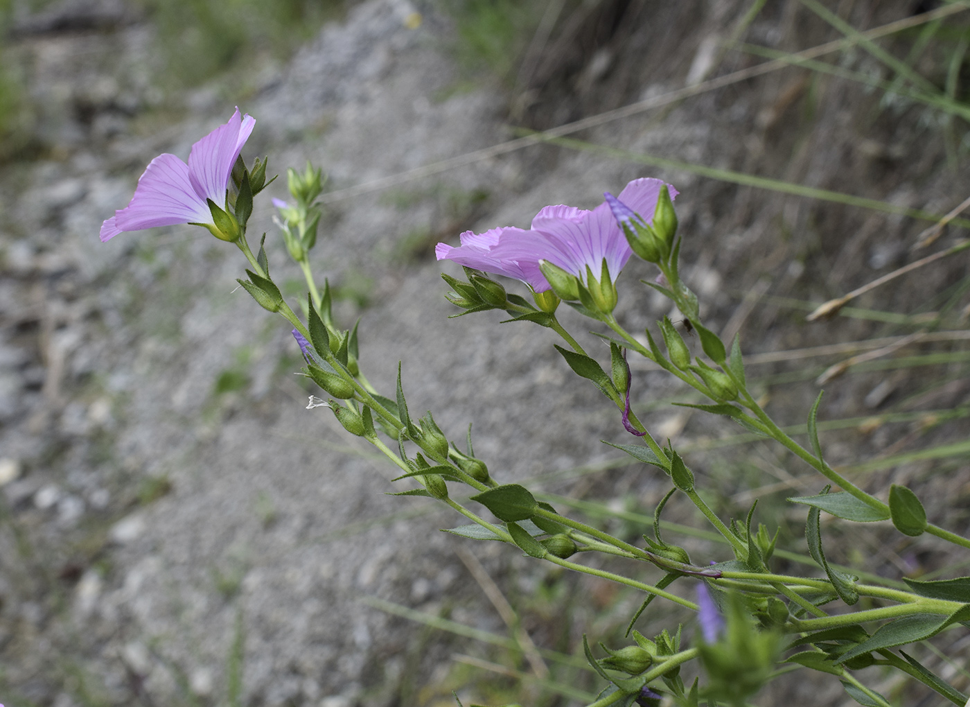 Изображение особи Linum viscosum.