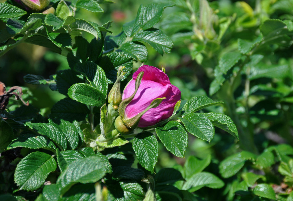 Image of Rosa rugosa specimen.