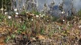 Tussilago farfara