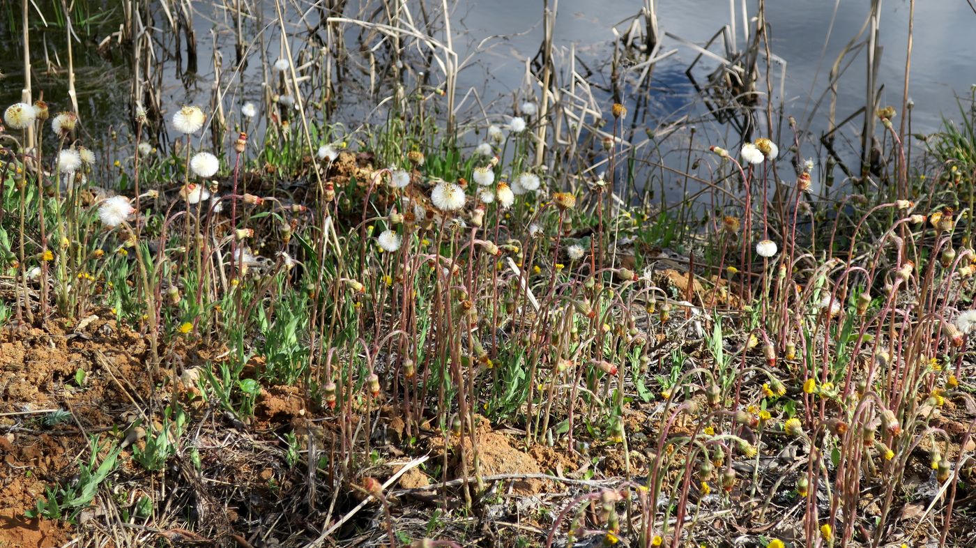 Image of Tussilago farfara specimen.