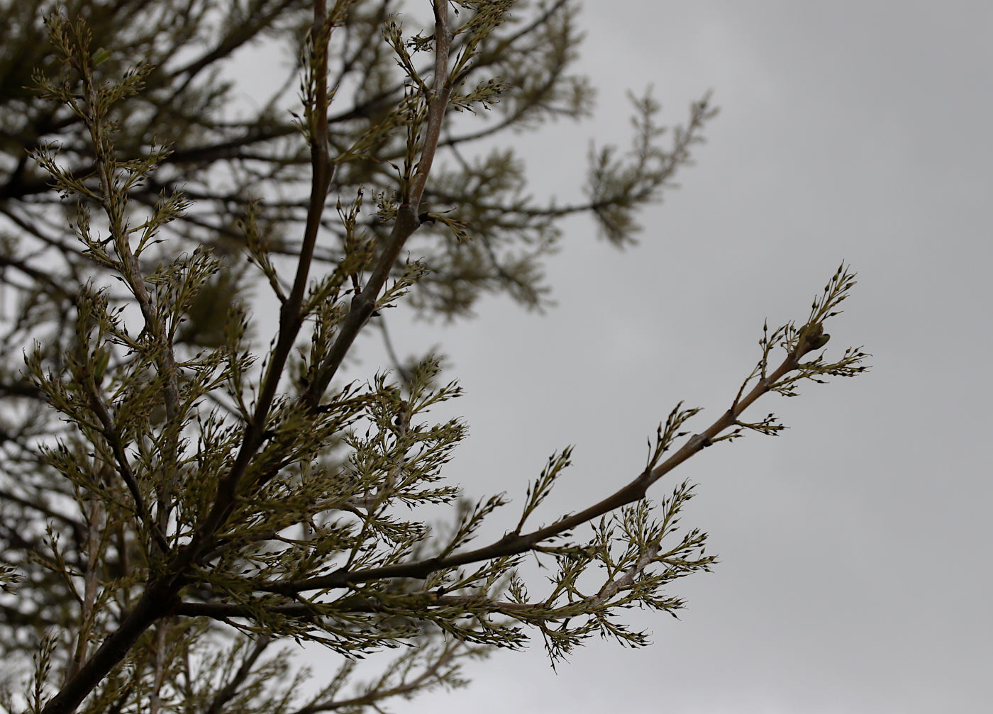 Image of genus Fraxinus specimen.