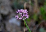 Allium cretaceum. Соцветие. Башкирия, Учалинский р-н, хр. Нурали, ≈ 700 м н.у.м., каменистый склон. 22.07.2020.