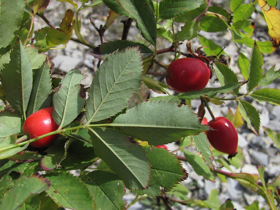 Image of Rosa canina specimen.