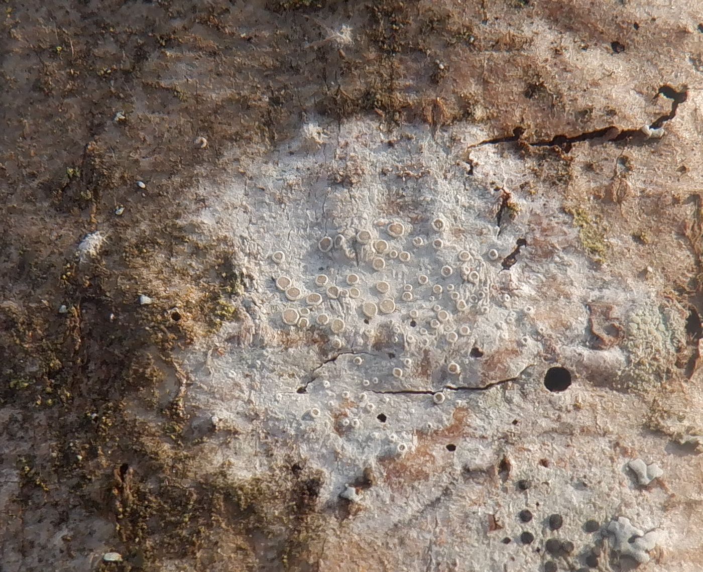 Image of genus Lecanora specimen.