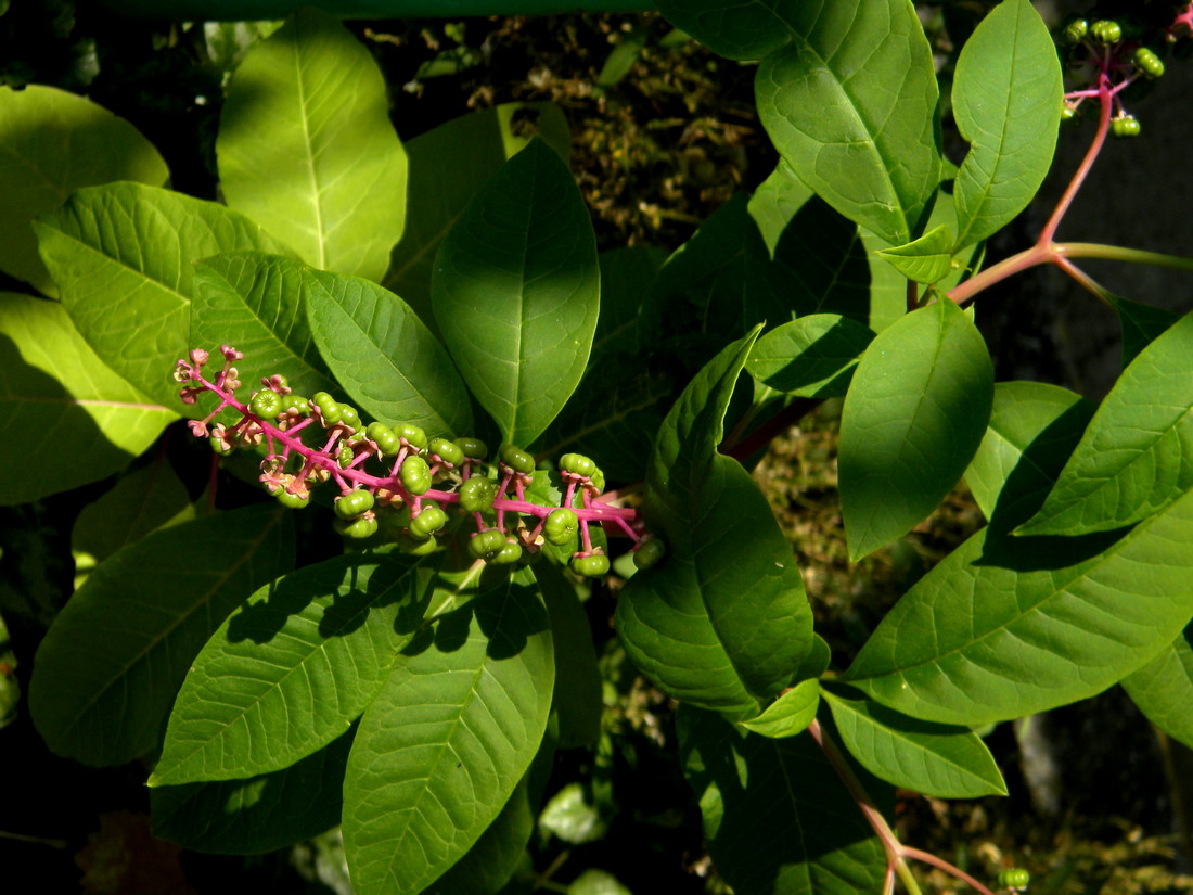 Изображение особи Phytolacca americana.