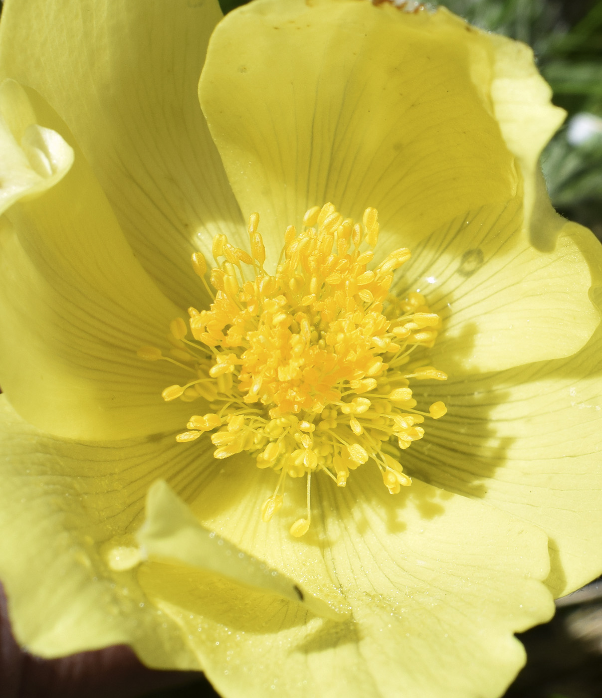 Image of Pulsatilla alpina ssp. apiifolia specimen.