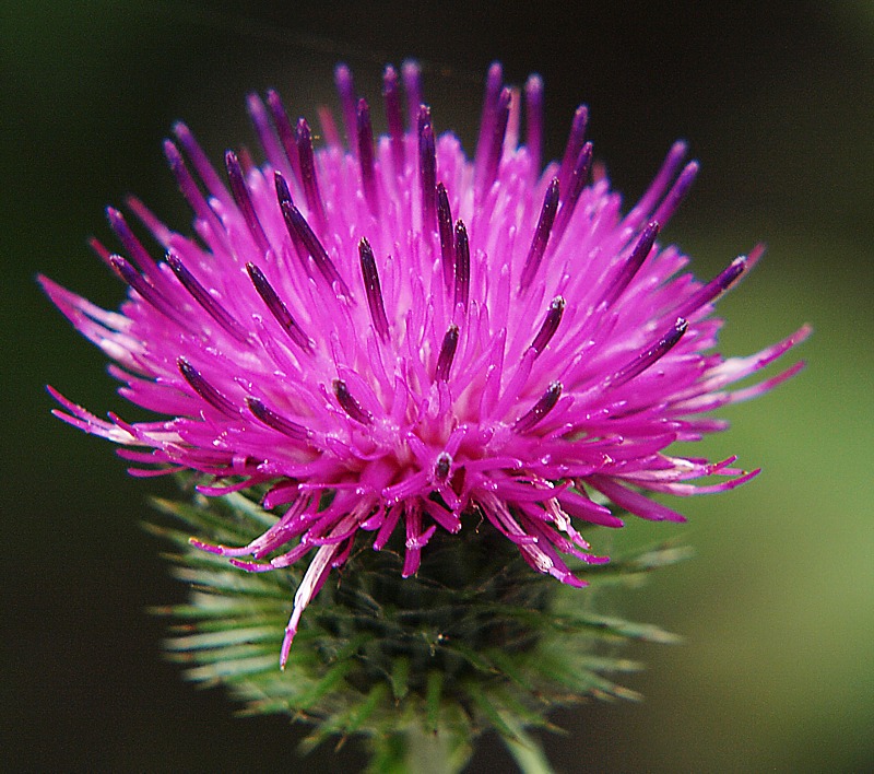 Изображение особи Carduus crispus.