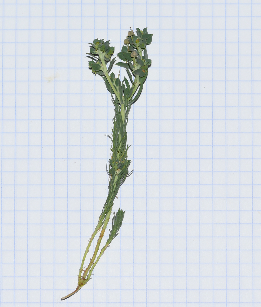 Image of Euphorbia aleppica specimen.