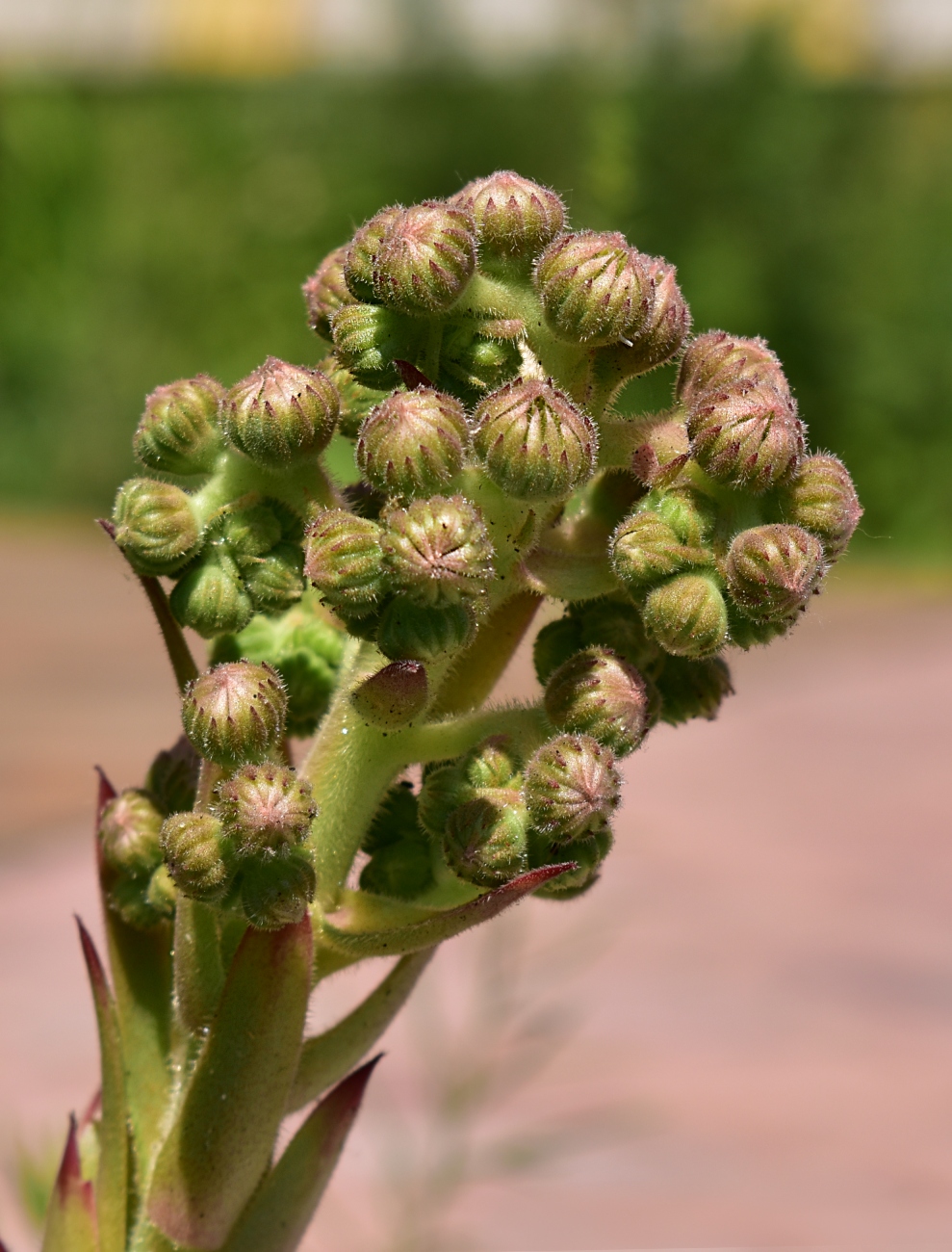 Image of Sempervivum tectorum specimen.