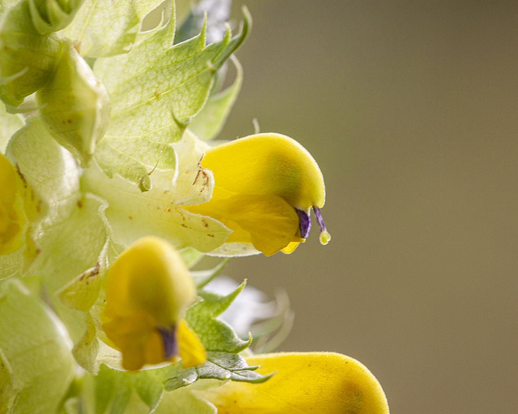 Image of genus Rhinanthus specimen.