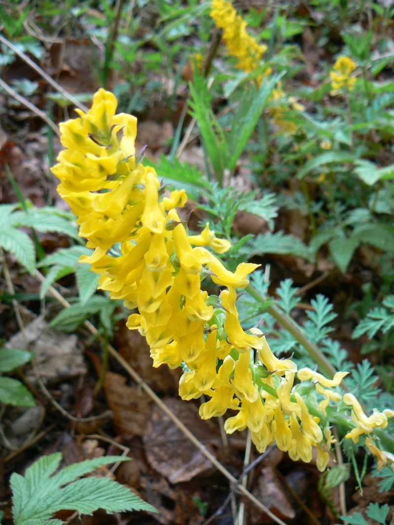 Image of Corydalis speciosa specimen.