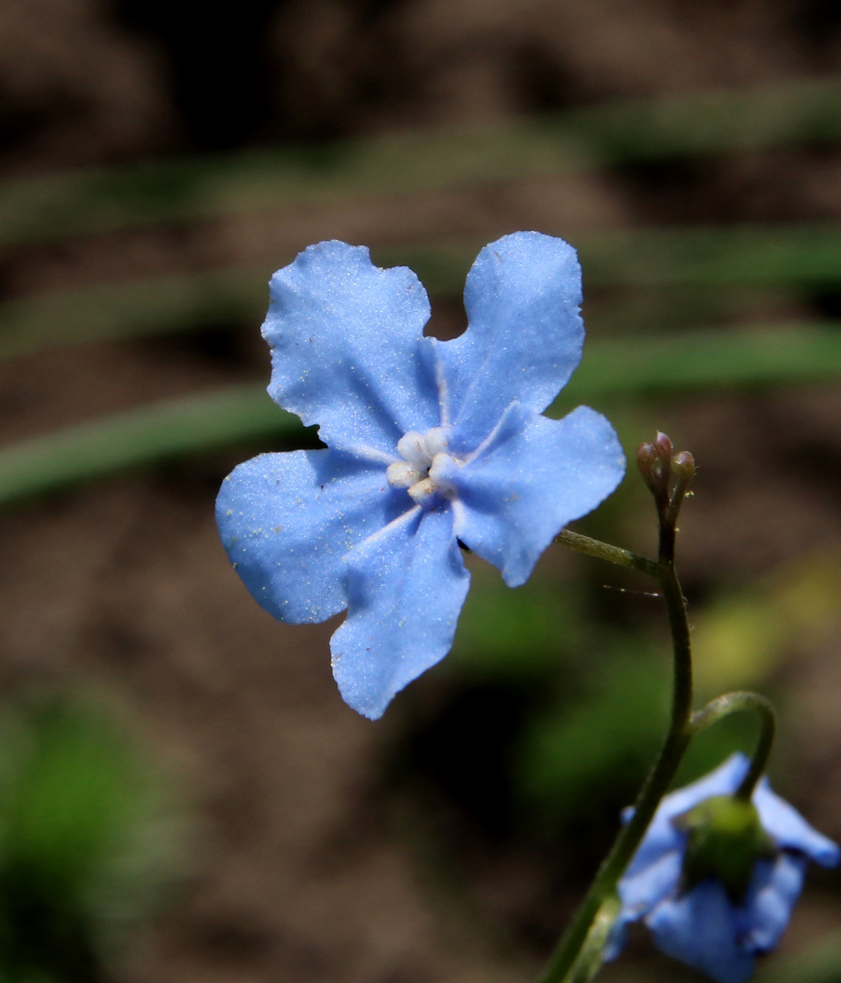 Image of Omphalodes cappadocica specimen.