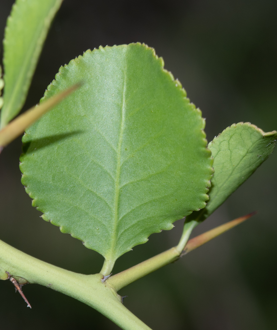 Image of Gymnosporia buxifolia specimen.