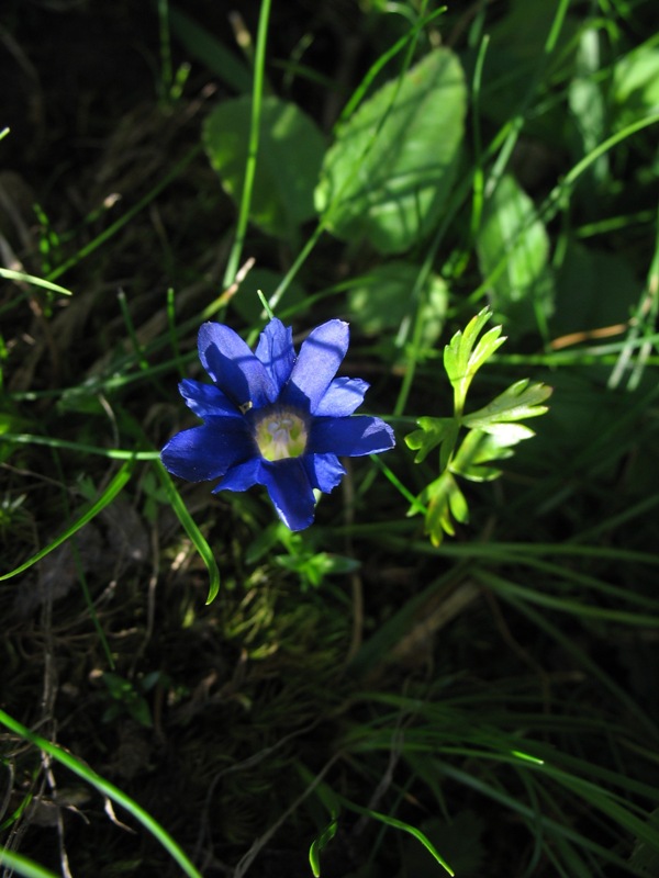 Image of Gentiana dshimilensis specimen.