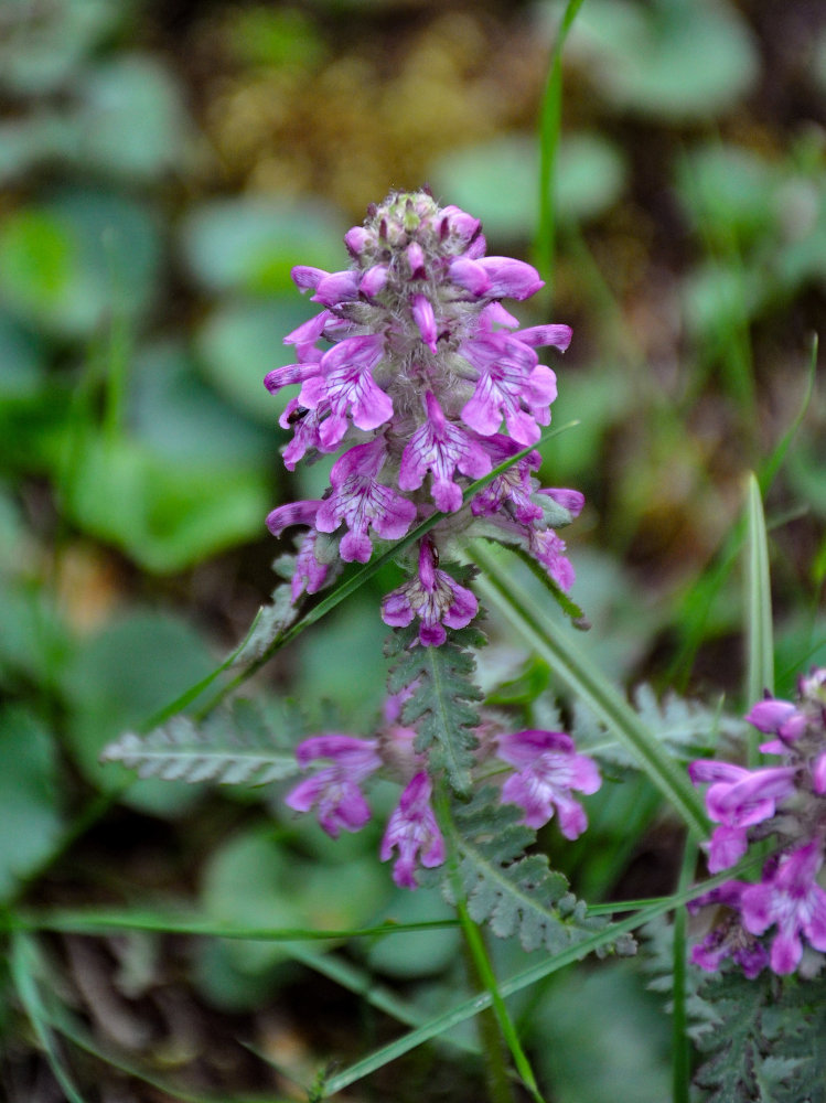 Image of Pedicularis verticillata specimen.