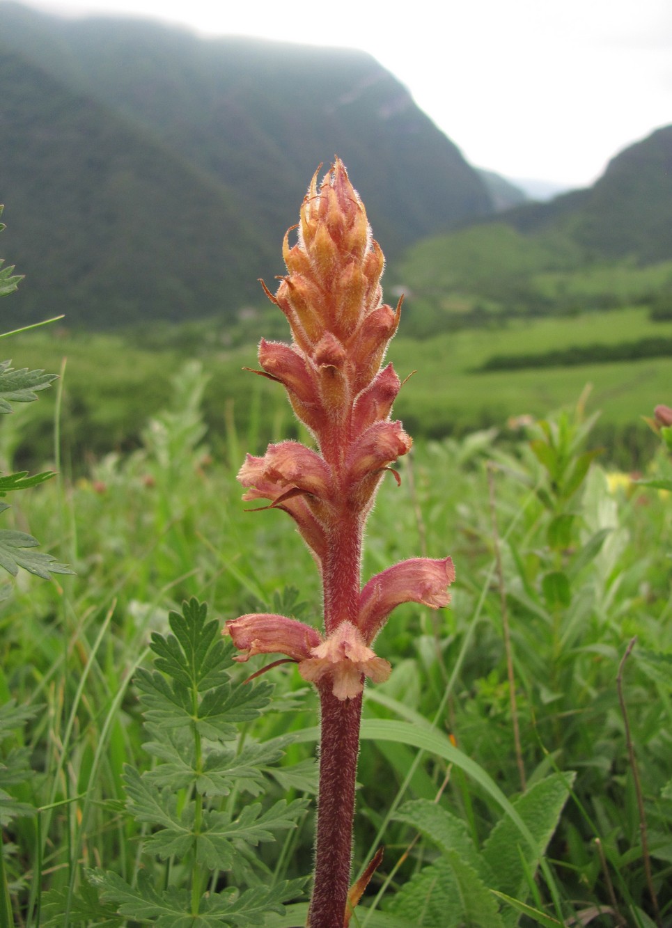 Image of Orobanche bartlingii specimen.