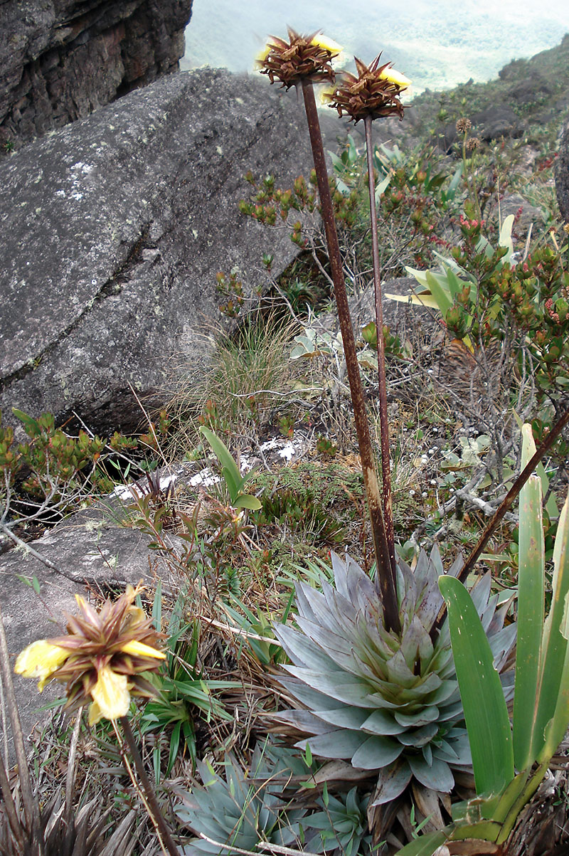 Image of Orectanthe sceptrum specimen.