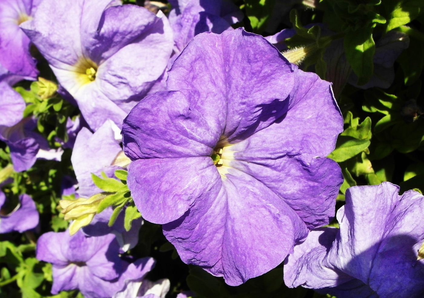 Изображение особи Petunia &times; atkinsiana.