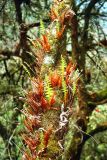 genus Drynaria. Молодые и старые вайи. Непал, 1-я провинция, р-н Расува, национальный парк \"Langtang\". 01.05.2002.