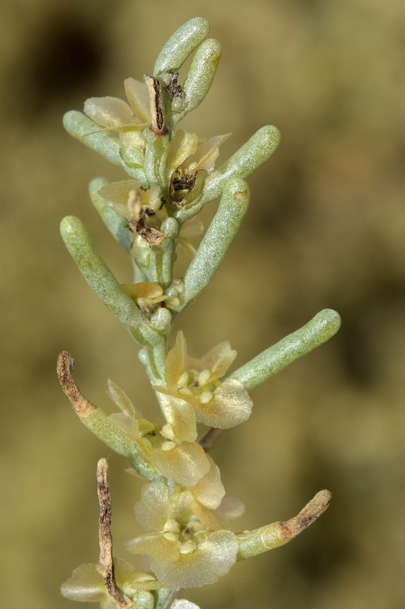 Image of Iljinia regelii specimen.