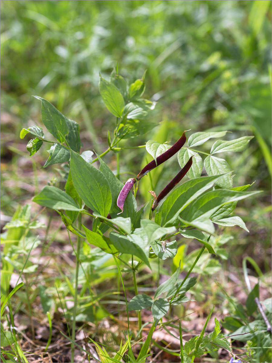 Изображение особи Lathyrus vernus.