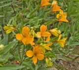 Alstroemeria aurea