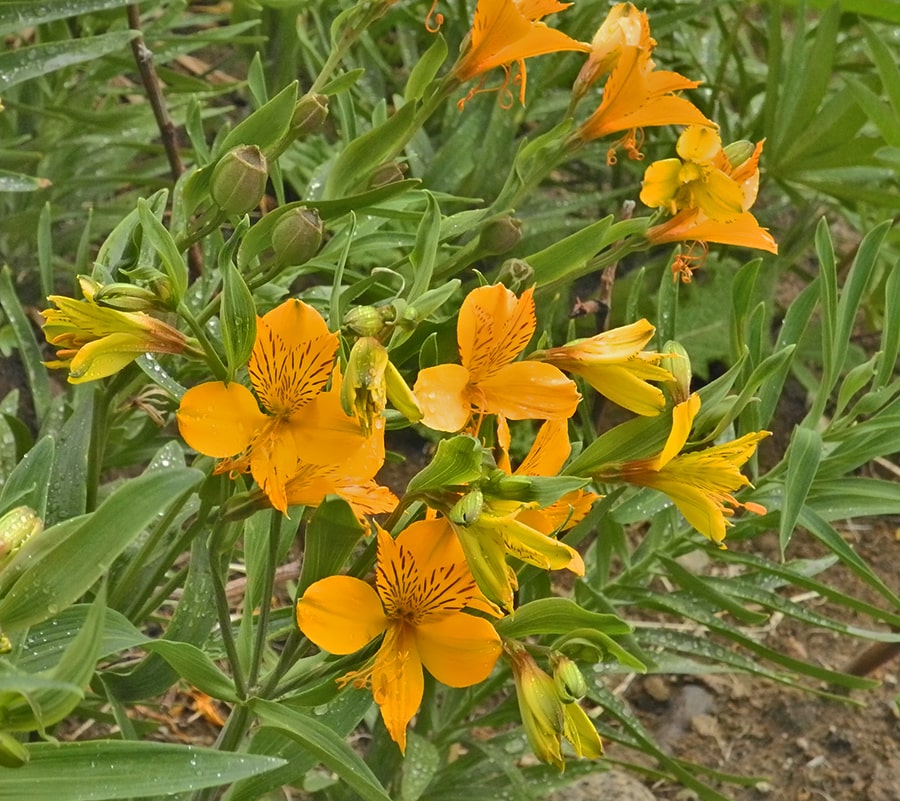 Изображение особи Alstroemeria aurea.