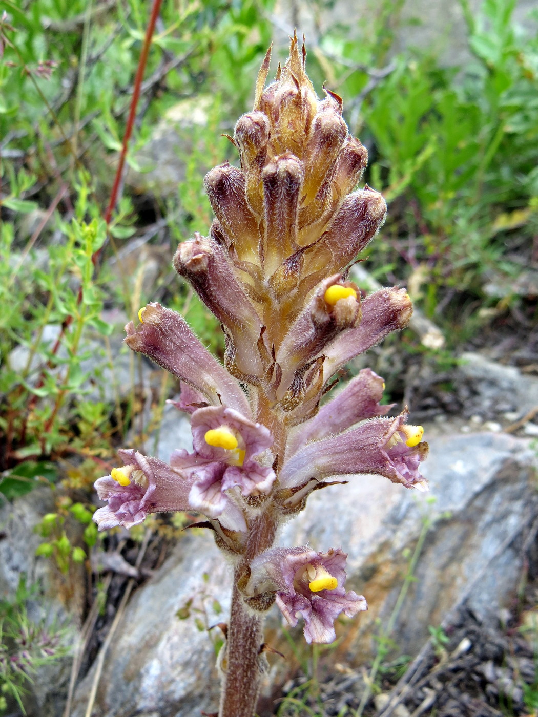 Изображение особи род Orobanche.