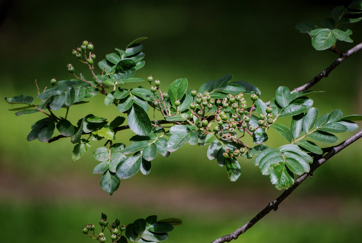 Изображение особи &times; Crataegosorbus miczurinii.