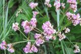 Limonium flexuosum. Соцветие. Бурятия, р. Джида, окр. дер. Михайловка. 15.07.2009.