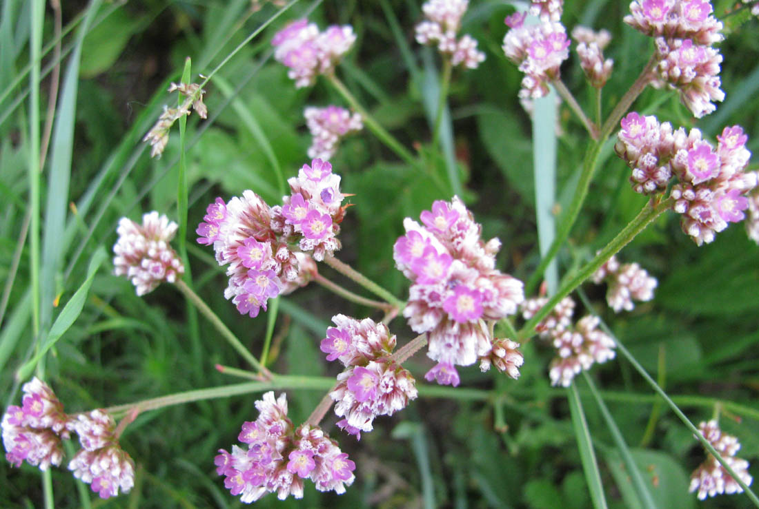 Image of Limonium flexuosum specimen.