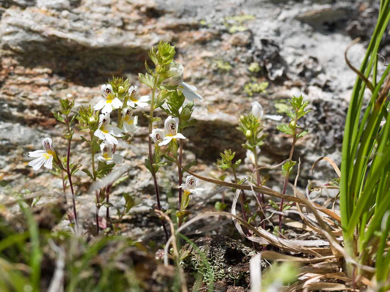 Image of Euphrasia petiolaris specimen.