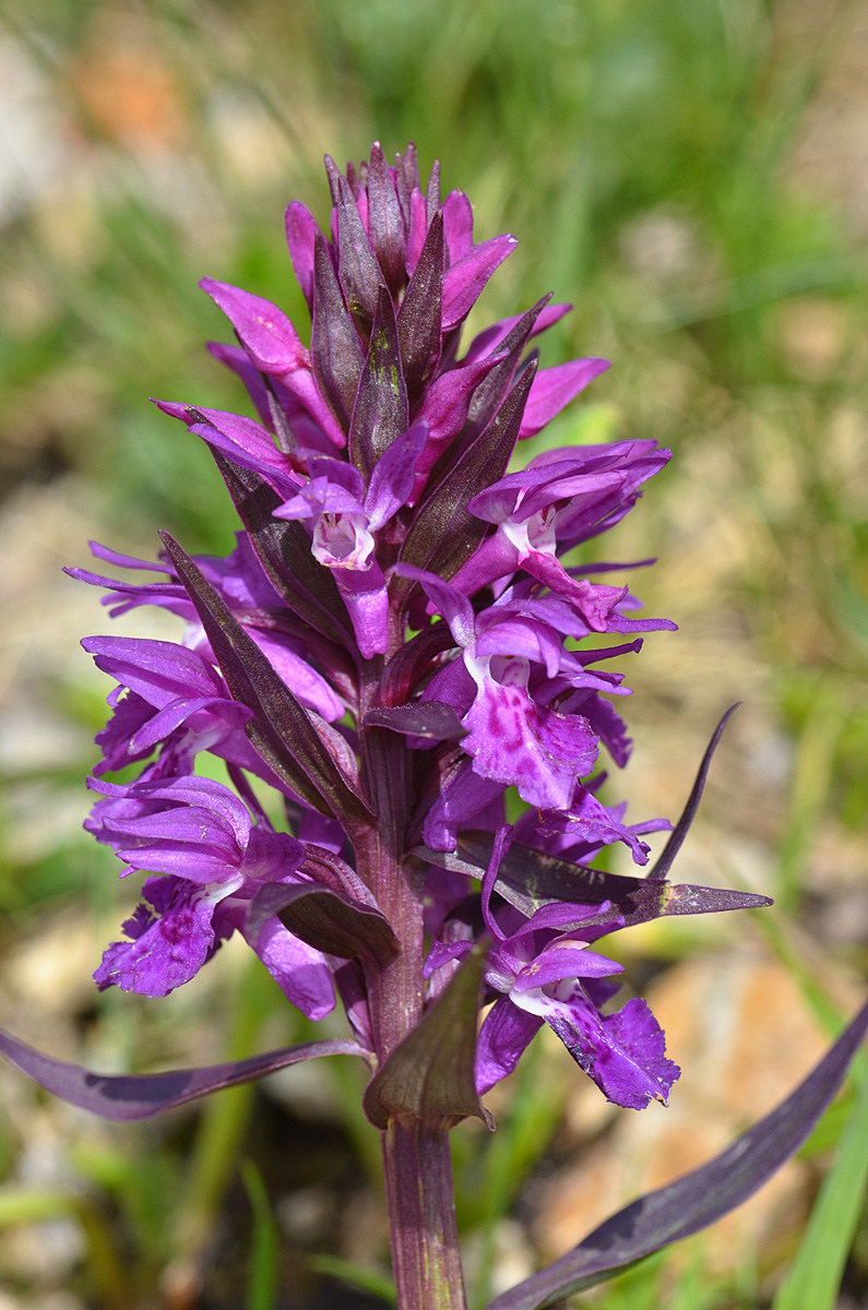 Image of Dactylorhiza euxina specimen.