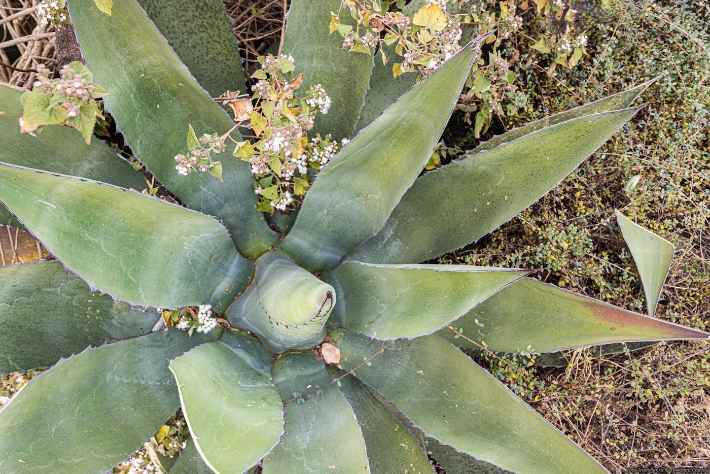 Изображение особи род Agave.