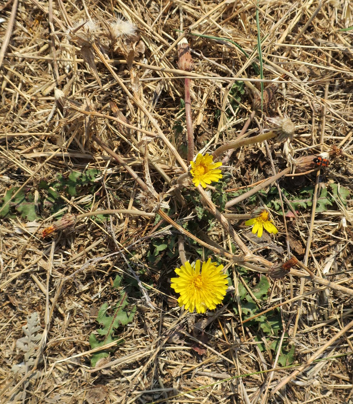 Image of genus Taraxacum specimen.