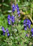 Aconitum sachalinense. Верхушки побегов с соцветиями. Сахалин, Корсаковский гор. округ, оз. Буссе, приморский луг. 26.08.2022.