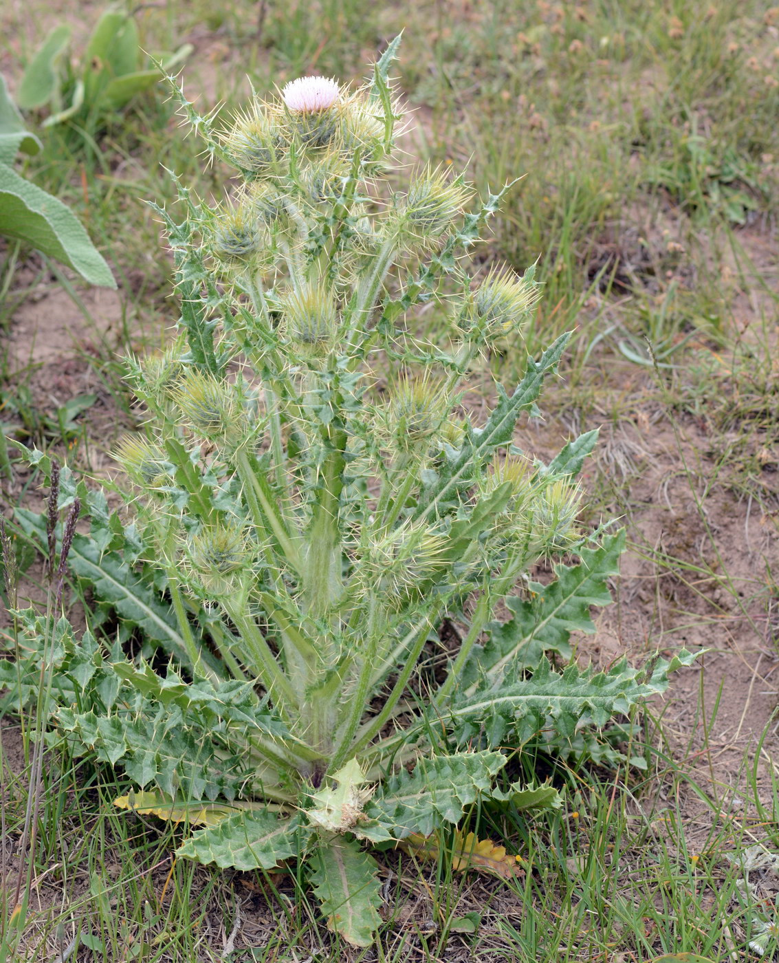 Изображение особи Cirsium semenowii.