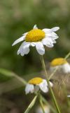 Смотреть изображение Anthemis melanoloma