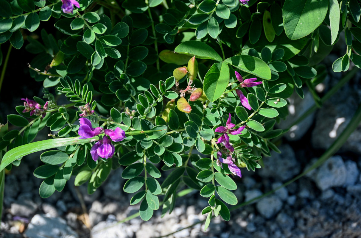 Image of Astragalus japonicus specimen.