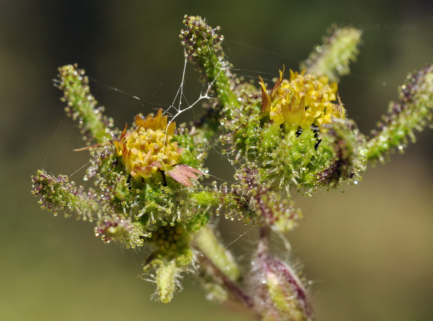 Image of Sigesbeckia pubescens specimen.