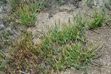 Plantago tenuiflora