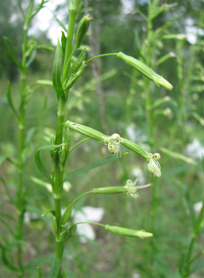 Image of Silene tatarica specimen.