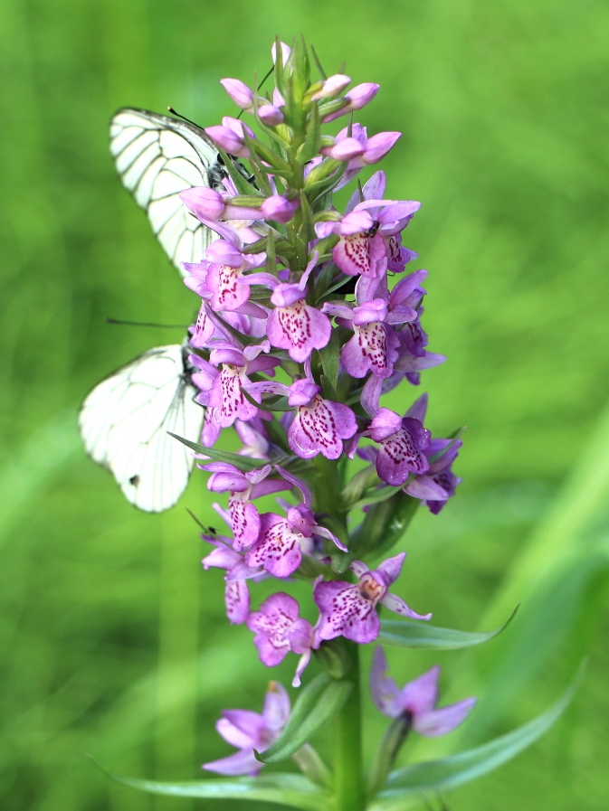 Изображение особи Dactylorhiza sibirica.