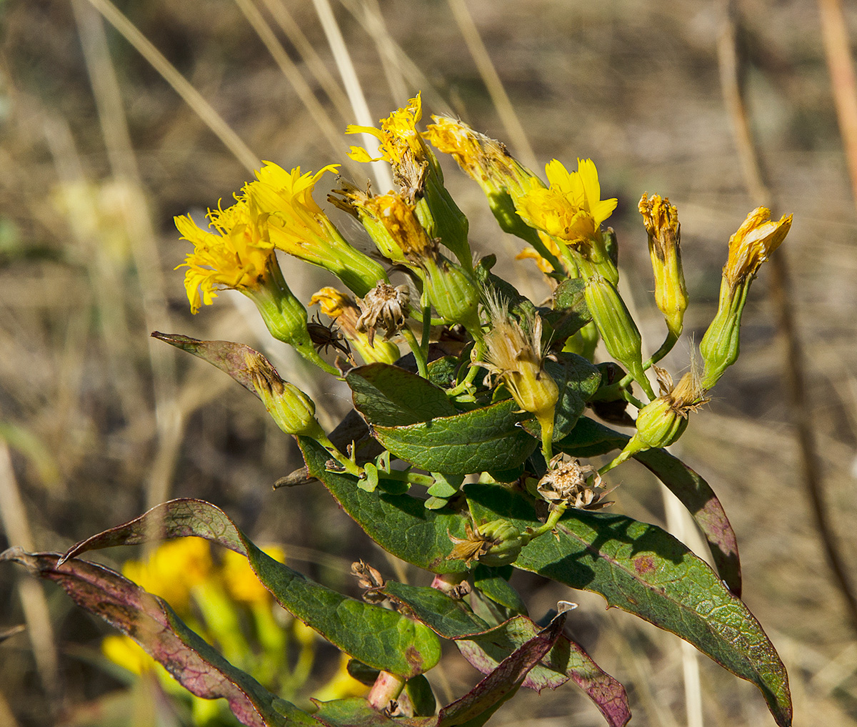 Image of Hieracium virosum specimen.