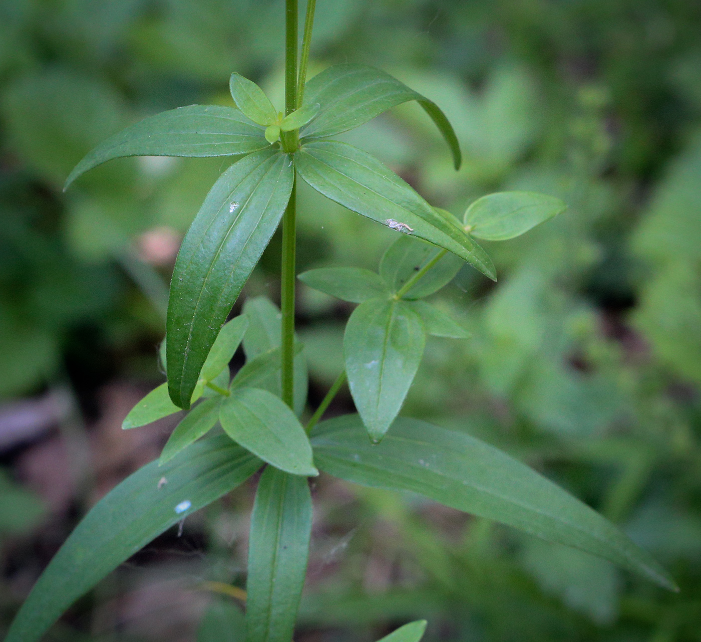 Image of Galium rubioides specimen.