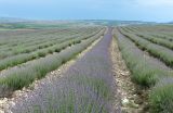 Lavandula angustifolia