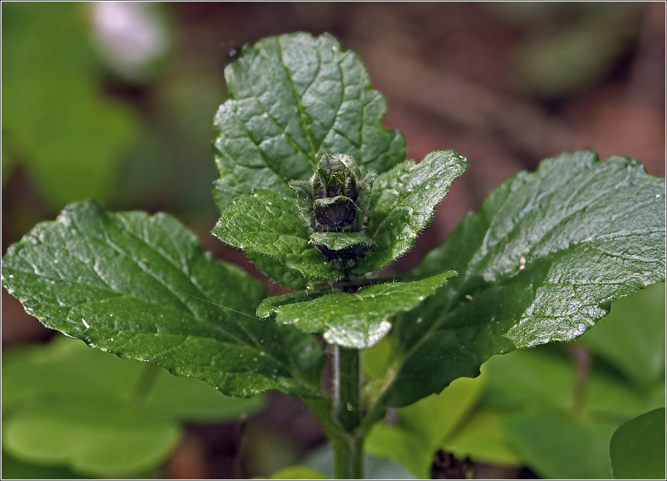 Image of Ajuga reptans specimen.