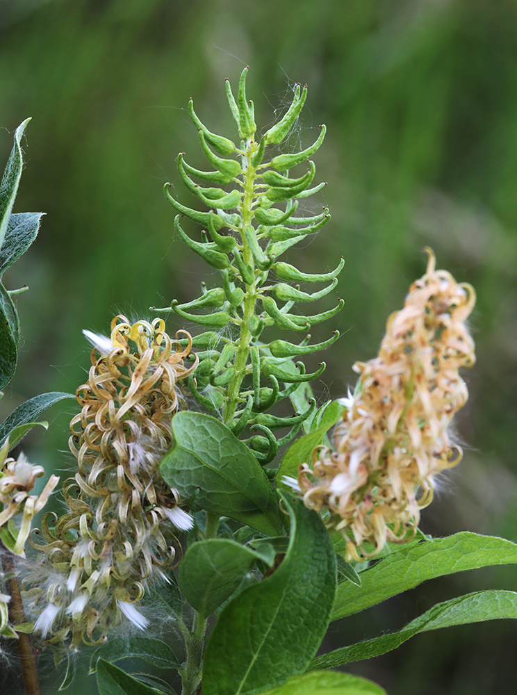 Изображение особи Salix bebbiana.