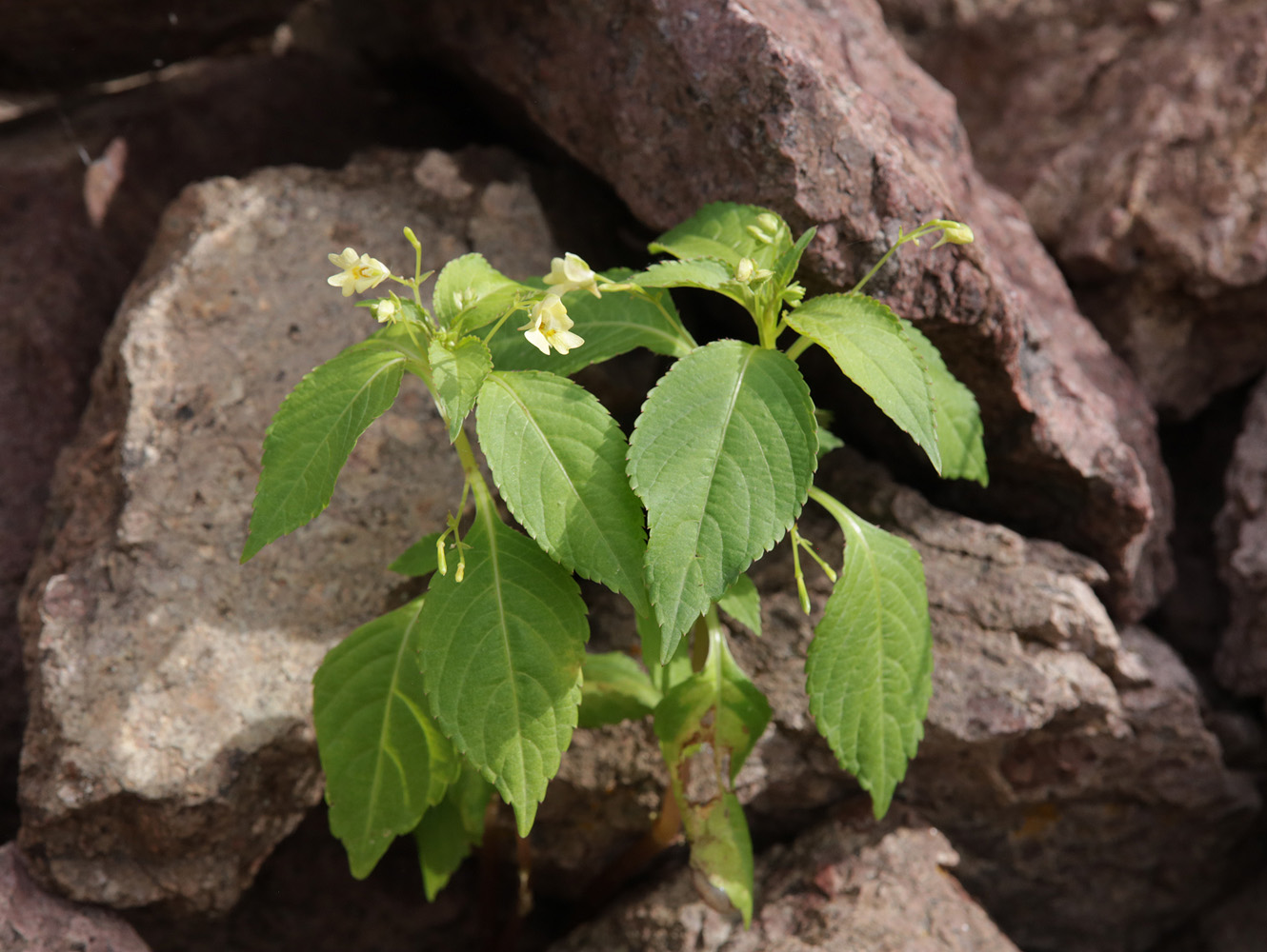 Image of Impatiens parviflora specimen.