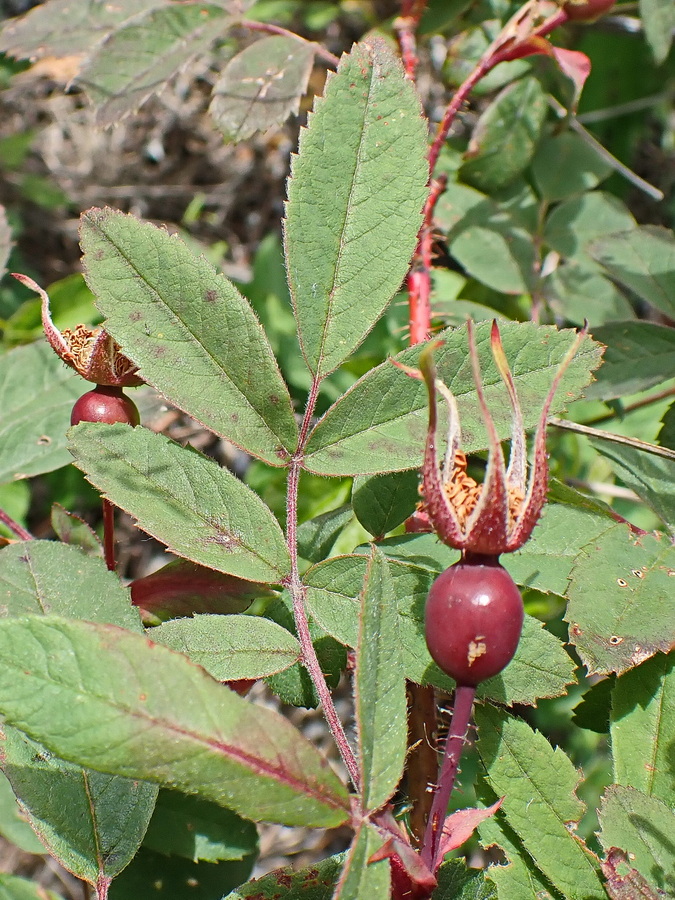 Image of Rosa acicularis specimen.